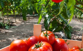 pomodoro proprietà varietà benefici