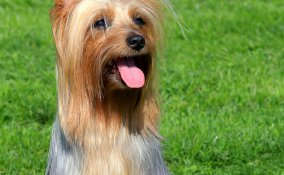 Silky Terrier australiano - Cani da grembo