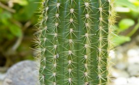 Trichocereus-cactus-piante grasse