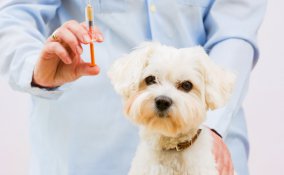 vaccinazione, cane, gatto, cucciolo