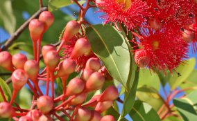 fiori australiani cosa sono e a cosa servono