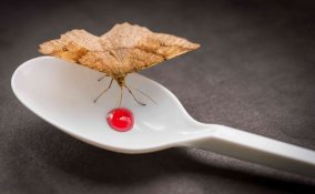 combattere le farfalline o tarme del cibo