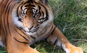 sognare una tigre significato