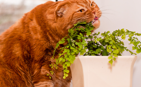 5 piante non dannose per il tuo animale domestico