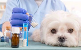 leishmaniosi cane sintomi e cura
