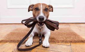 Regolamento cani al guinzaglio: le nuove regole
