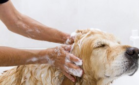shampoo per cani fatto in casa