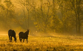 sognare cavalli, cosa significa sognare cavalli