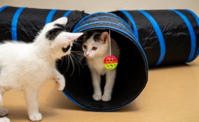 tunnel gioco gatti