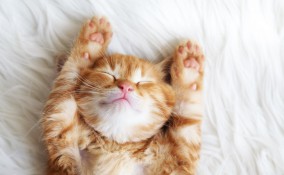sognare gattini piccoli, cosa vuol dire, significato