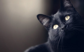 gatto, nero, razze