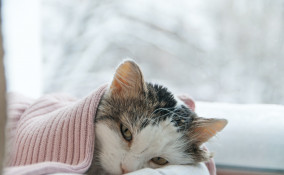 gatto, raffreddore, terapia
