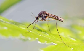 A cosa servono le zanzare