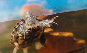 Tartaruga d'acqua