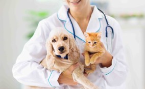 certificato veterinario di buono stato di salute