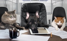 Al lavoro con cani e gatti