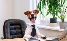 cani in ufficio