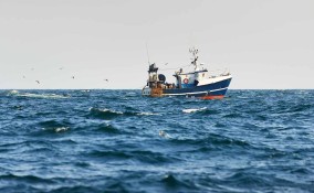 pesce nel Mediterraneo