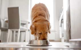 alimentazione del cane