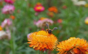 biodiversità