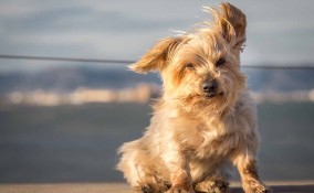 cane che ha paura del vento