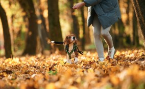 percorso bosco con cane