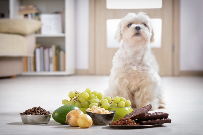 Alimenti Tossici Per Il Cane: La Lista Dei Cibi Velenosi | DonnaD