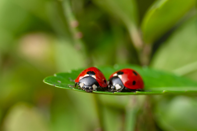 Come attirare le coccinelle nel tuo giardino DonnaD