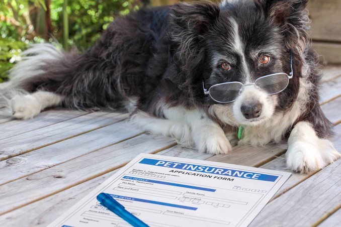 Assicurazione Animali Domestici, Come Funziona | DonnaD