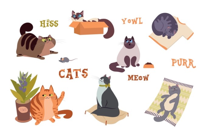 linguaggio gatti