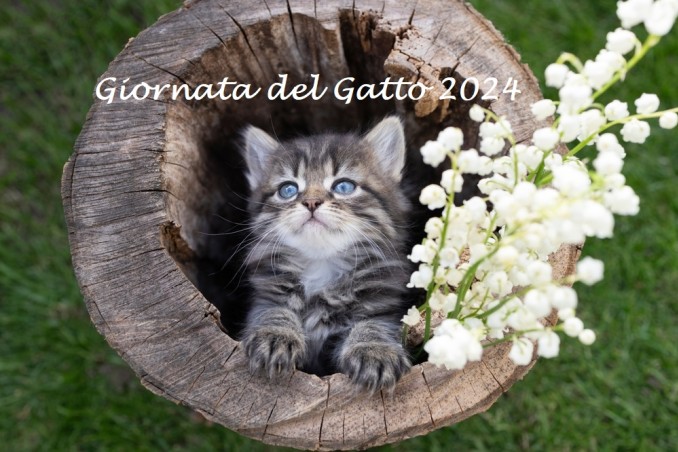 giornata internazionale del gatto 2024, giornata del gatto 2024, giornata del gatto immagini