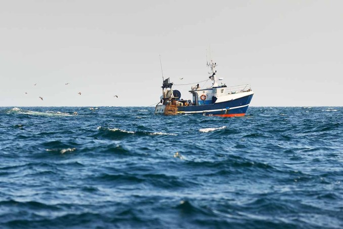 pesce nel Mediterraneo