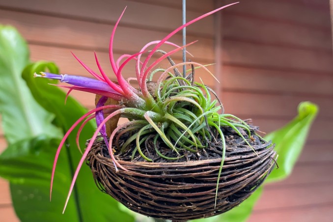 quali sono le piante senza terra, piante senza terra, cure tillandsia