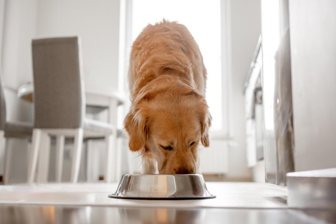 alimentazione del cane