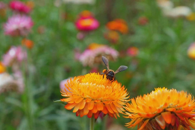 biodiversità