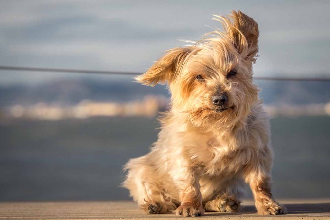 cane che ha paura del vento