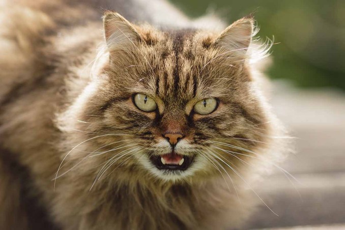 gatto respira a bocca aperta