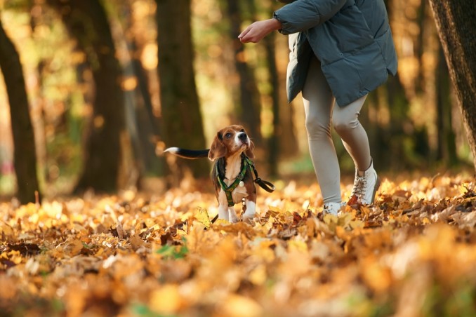 percorso bosco con cane