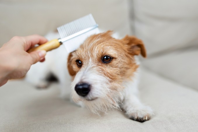 pelo del cane