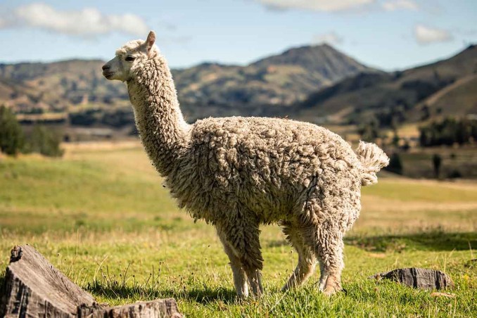 alpaca 