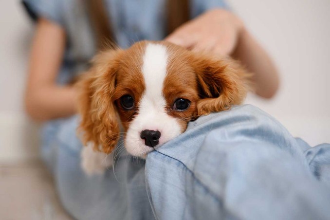 congedo per malattia degli animali domestici