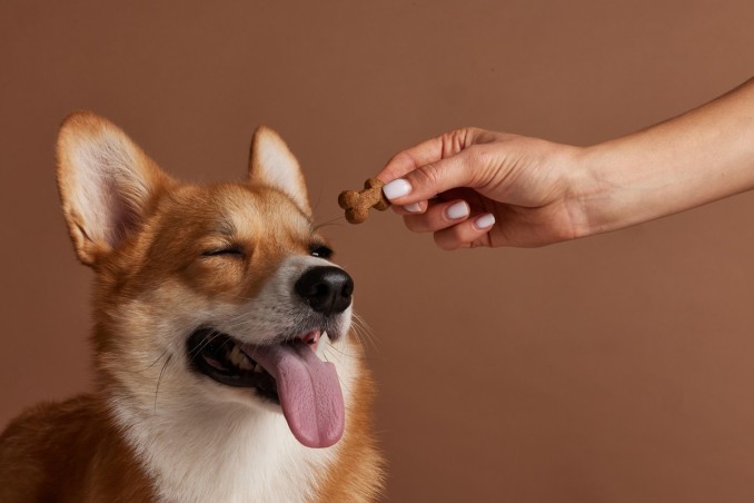 cani nascondono il cibo