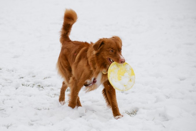 Cane in inverno