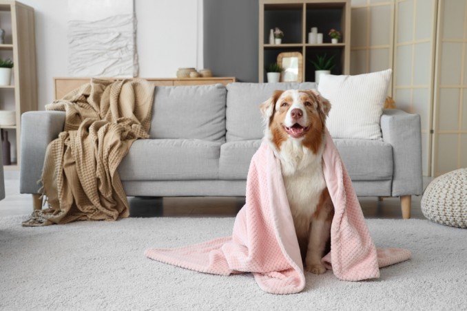 come togliere peli coperta, togliere peli coperta