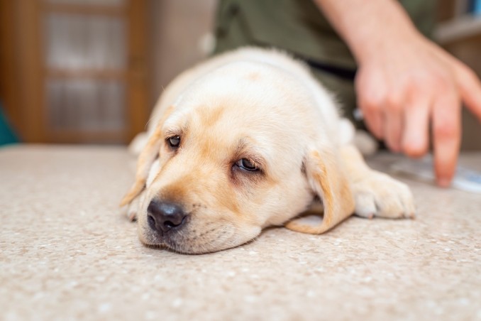 sindrome del lupo mannaro cani