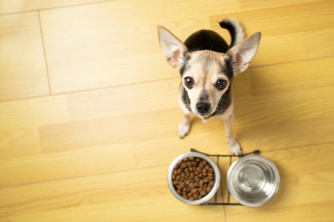 cibo per cani